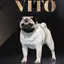 VITO