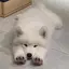 SAMOYED