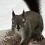 squirrel