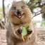 QUOKKA