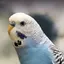 PARAKEET