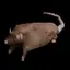 RAT