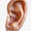 Ear