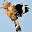 hoopoe