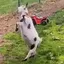 Happy Goat