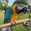 MACAW