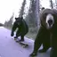 SKATEBEAR