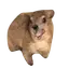 HYRAX