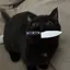 KnifeCat