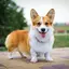 corgi