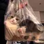 CATINBAG