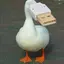 usb goose