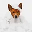 BASENJI