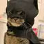 BATCAT