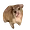 HYRAX