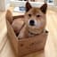 Doginbox