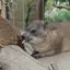 HYRAX