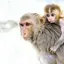 rhesus