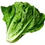 Lettuce