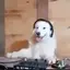 DJDOG