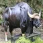 GAUR