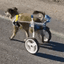 DOGWHEELS