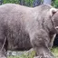 Fat Bear