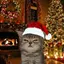 MEOWMAS