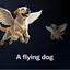 flying dog