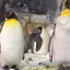 PENGUINS