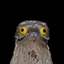 POTOO