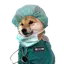 DOGTOR