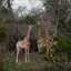 Giraffes