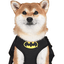 BATDOG