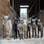 GoatSwarm