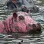 pinkHippo