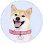 DOGEGF