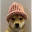 dogwifhat